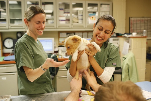 vet_services_2.jpg